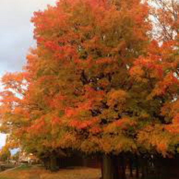 Meet your Posher, Stephanie - Picture 1 of 1